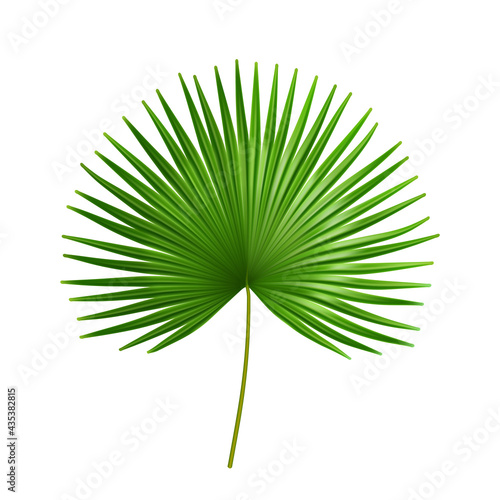 Exotic plant of palmetto flower, isolated tropical leaves of summer or spring. Flora and vegetation, botany bushes details of organic flowers. Bushes and jungle shrubs. Realistic 3d cartoon vector