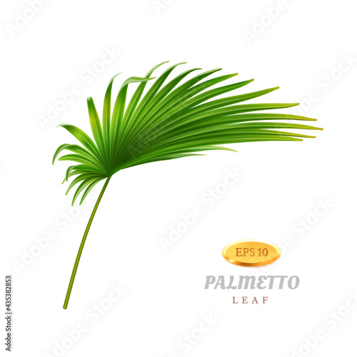 Tropical vegetation and exotic leafage, isolated bend or curved palmetto leaf. Flora of warm rainforest or jungles, summertime and spring seasonal blooming and growth. Realistic 3d cartoon vector