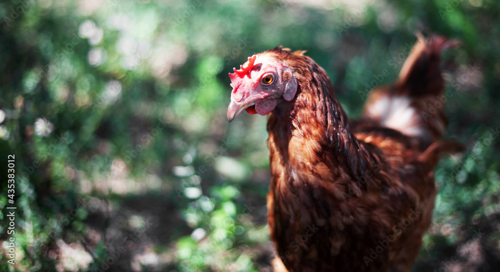 Ginger hen on blurred background. Poultry, self-run chicken