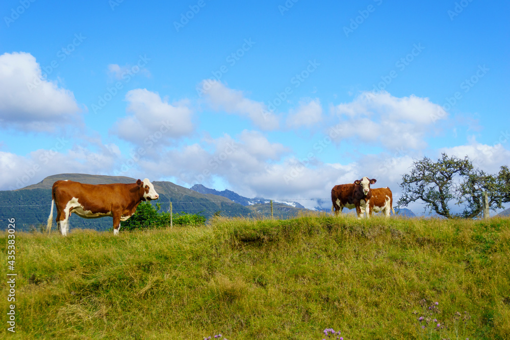Hereford cattle grazing in field