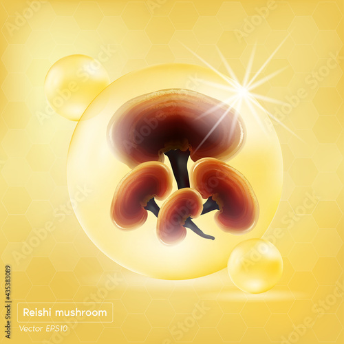 Reishi mushroom (Ganoderma lucidum). Traditional chinese herbs, Is a mushroom that using for medicine and food famous in Asian. Healthy superfood. Brown, orange color mushroom. Vector EPS10
