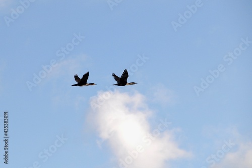 Two birds flying by on a sunny day with blue sky and some clouds, seen at the Otter Trail at Tsitsikamma National Park in South Africa © Gregor