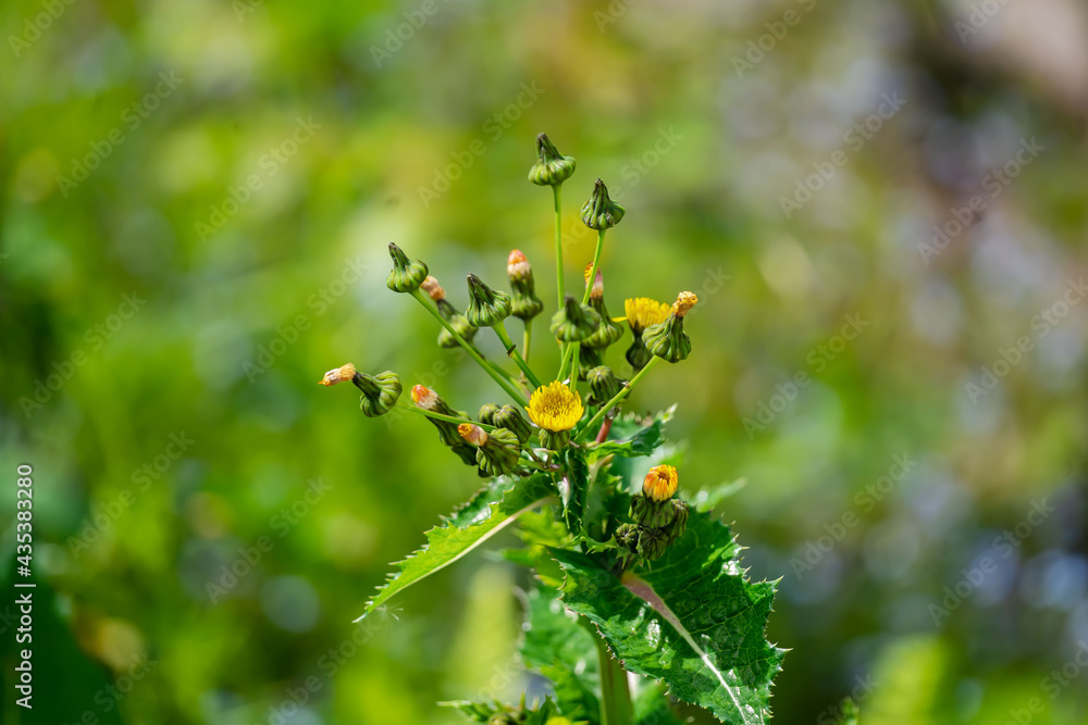 Eselsdiestel- Knospen und Blüten