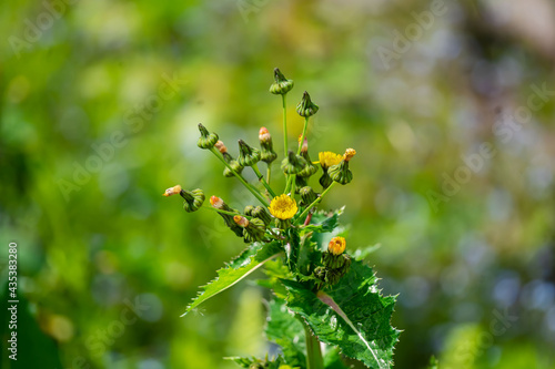 Obraz na płótnie Eselsdiestel- Knospen und Blüten w salonie