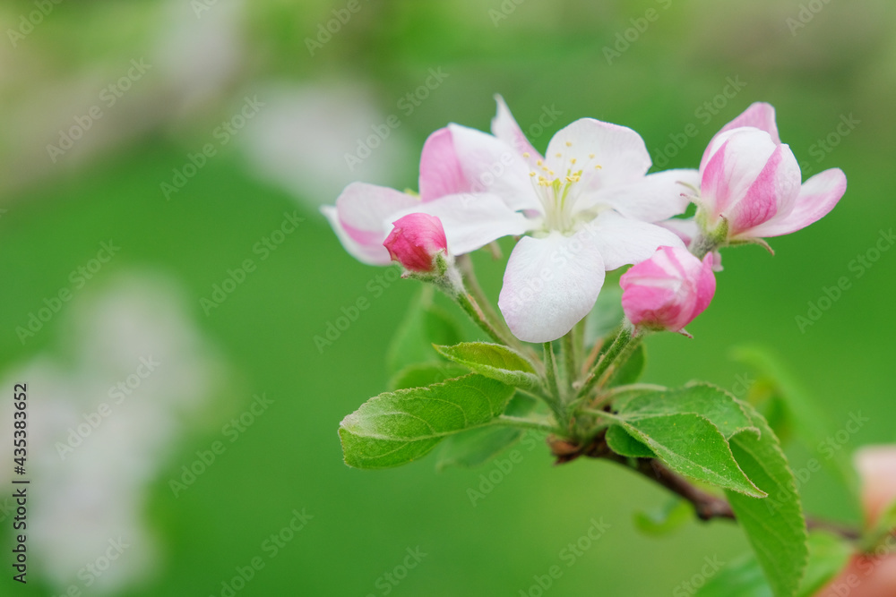 White apple tree blossom in green blurred background White apple tree blossom in green blurred background