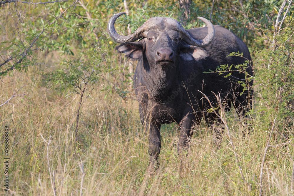 Kaffernbüffel / African buffalo / Syncerus caffer Kaffernbüffel / African buffalo / Syncerus caffer