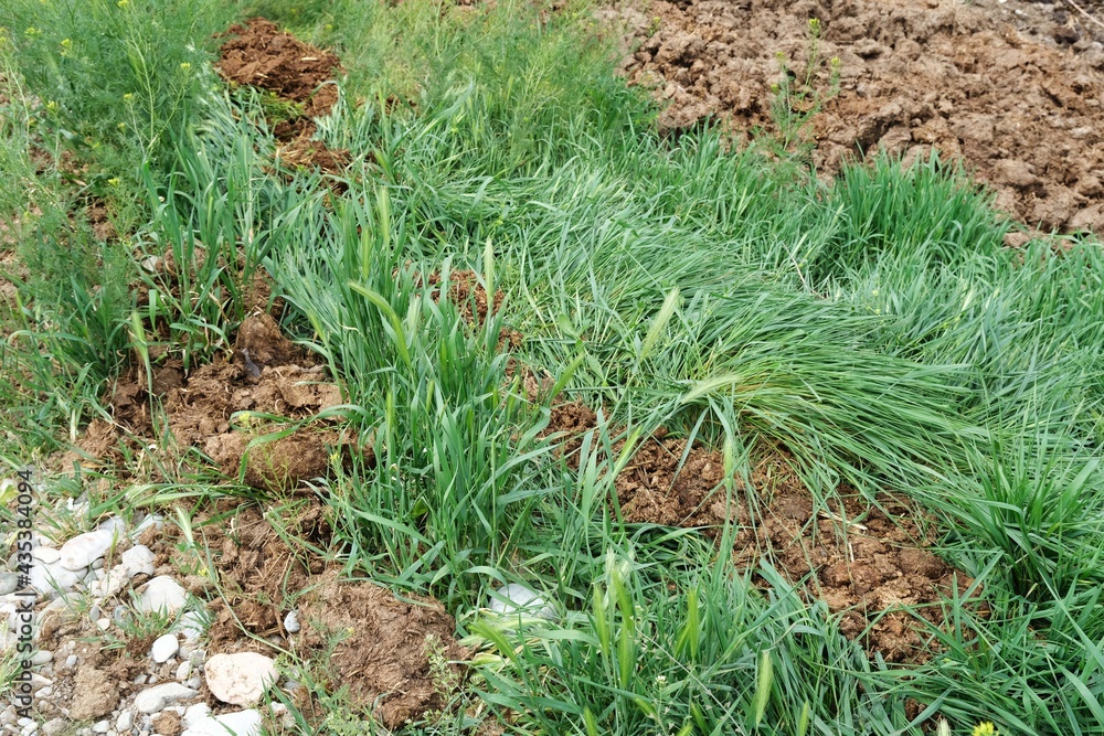 Animal manure and fertile herbs. Animal manure and fertile herbs.