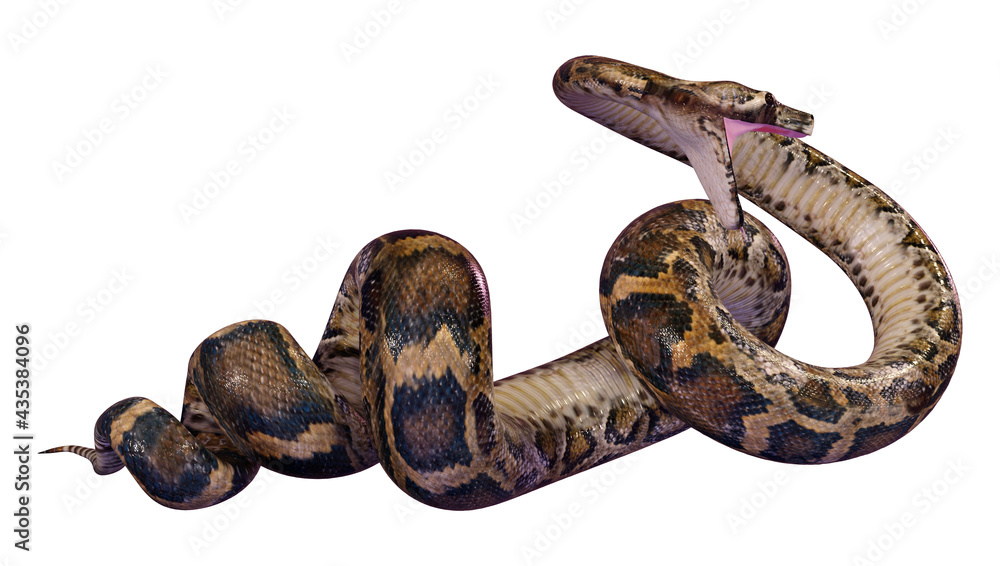 3D Rendering Burmese Python on White 3D Rendering Burmese Python on White