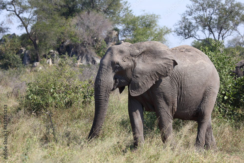 Afrikanischer Elefant / African elephant / Loxodonta africana Afrikanischer Elefant / African elephant / Loxodonta africana