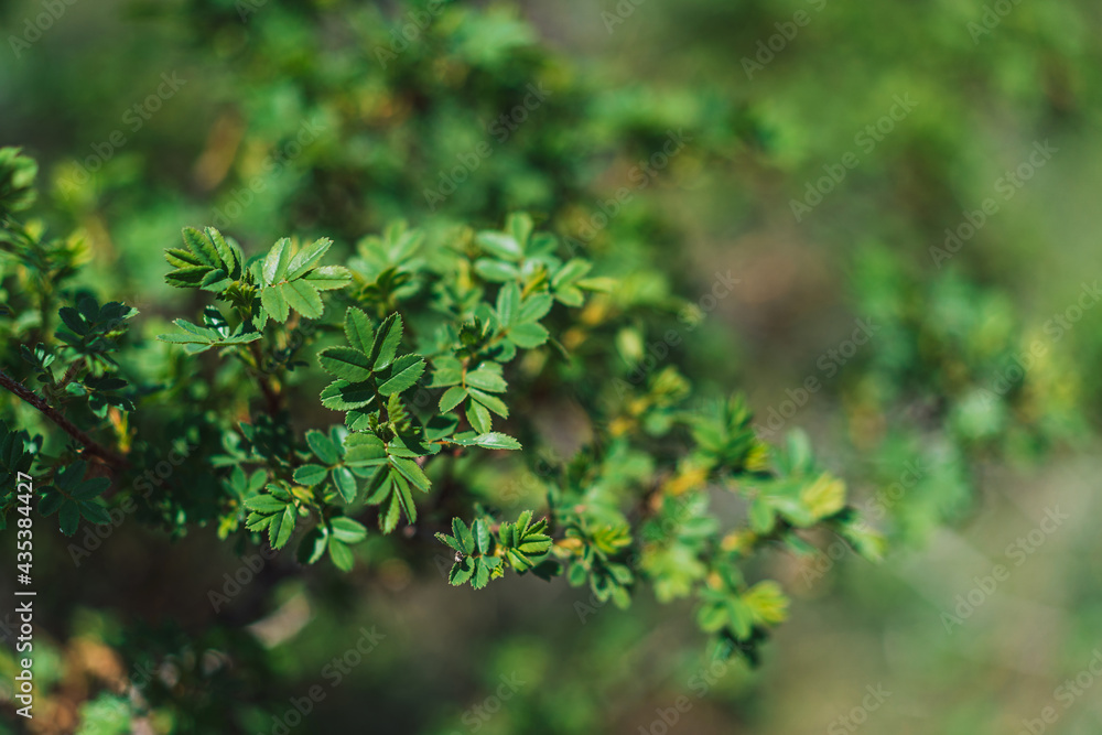 Background of Green leaves of rose hip on springtime Background of Green leaves of rose hip on springtime