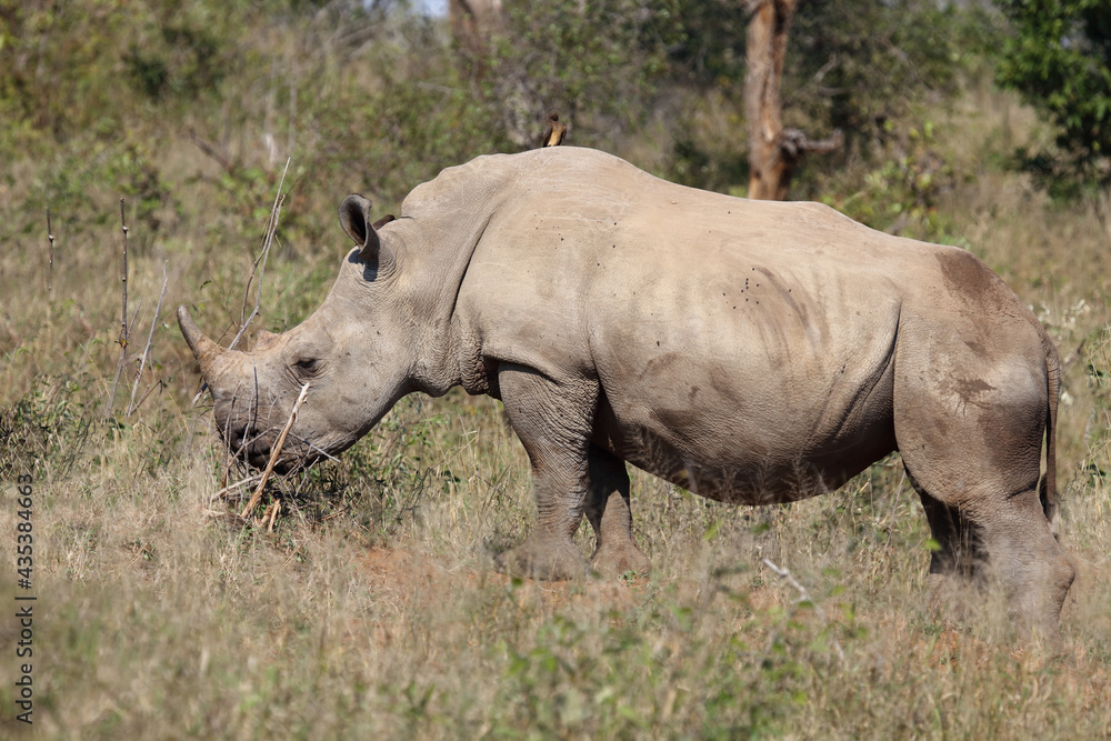 Breitmaulnashorn und Rotschnabel-Madenhacker / Square-lipped rhinoceros and Red-billed oxpecker / Ceratotherium Simum et Buphagus erythrorhynchus