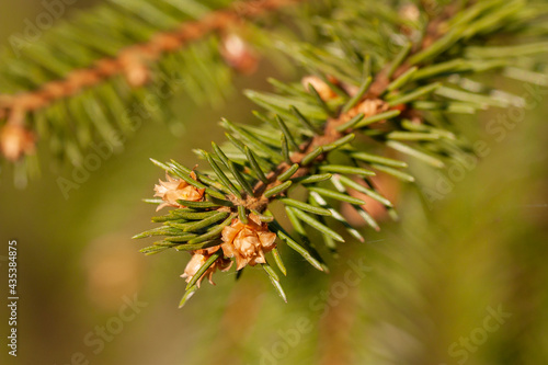 Horizontal macro photography of a wild pine tree branch with green fresh needles and flowering young cones on the light blurred background