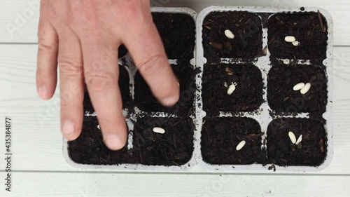 sowing in vegetable trays beans croissants green beans