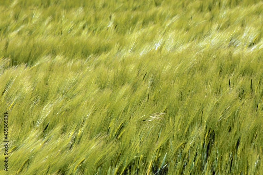 green wheat field green wheat field