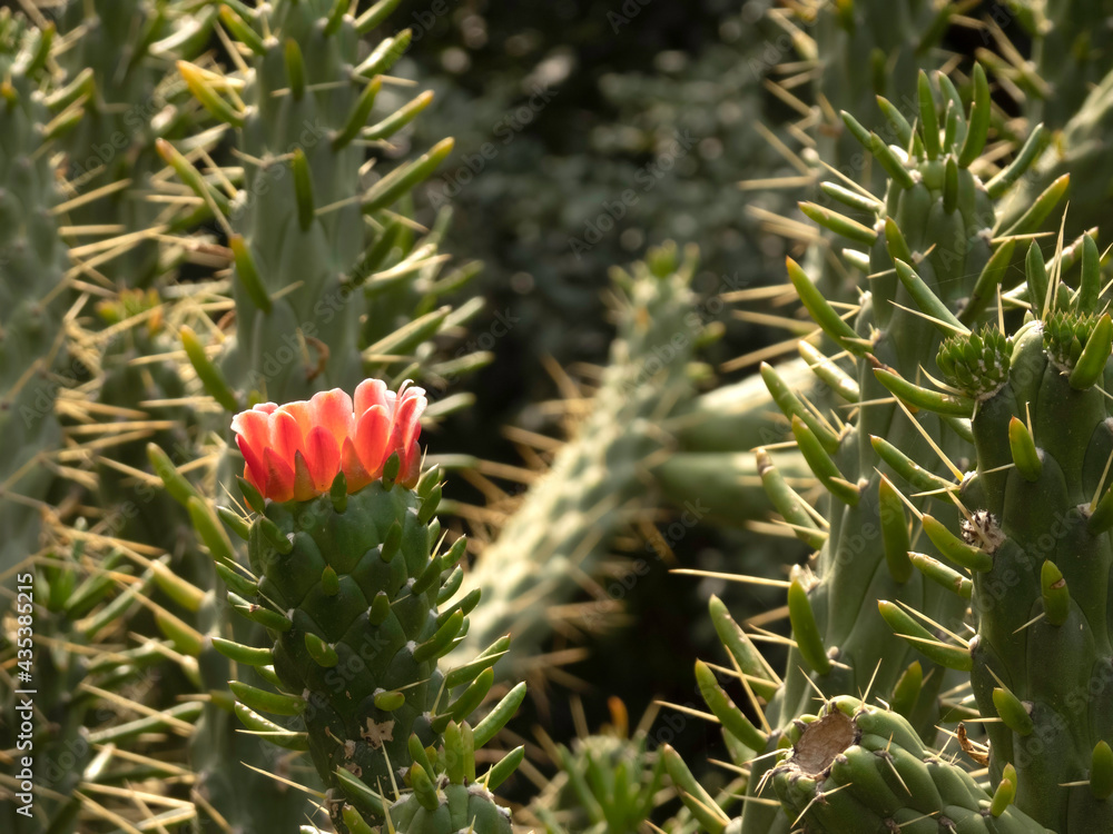 Side view of a pink cactus flower closeup Side view of a pink cactus flower closeup