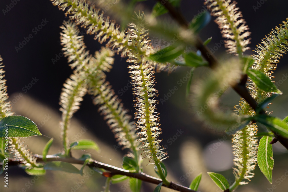 Horizontal macro photo with a flowering male catkins of a white willow tree at spring daytime Horizontal macro photo with a flowering male catkins of a white willow tree at spring daytime