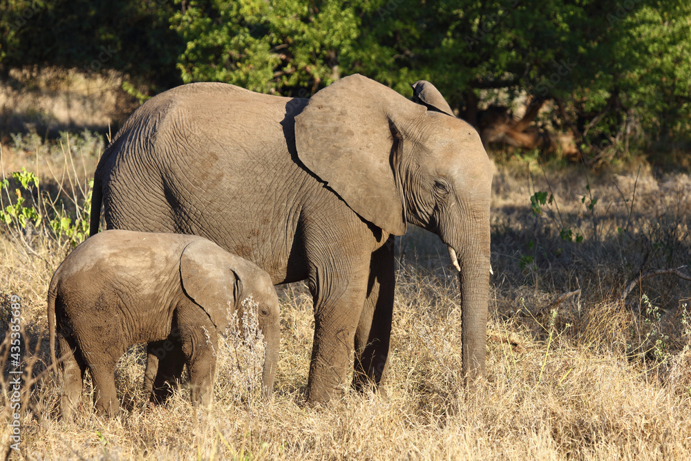 Afrikanischer Elefant / African elephant / Loxodonta africana...