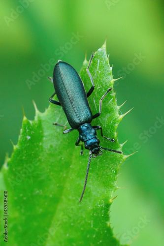 Closeup on the Lesser Thick-legged Flower Beetle , Ischnomera cyanea hanging on a green leaf