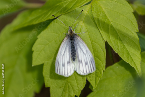 butterfly on leaf