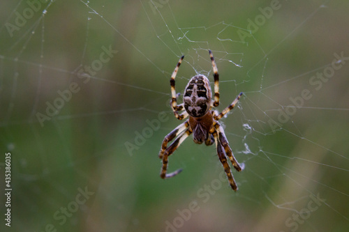 .Spider.Araneus diadematus