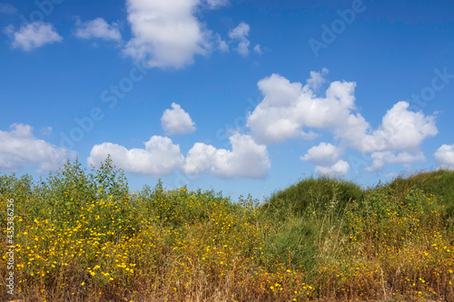 Yellow flowers among green shrubs on a background of blue sky with clouds