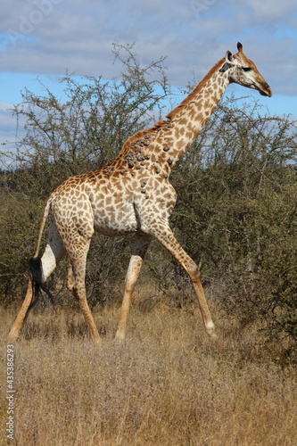 Giraffe   Giraffe   Giraffa camelopardalis..