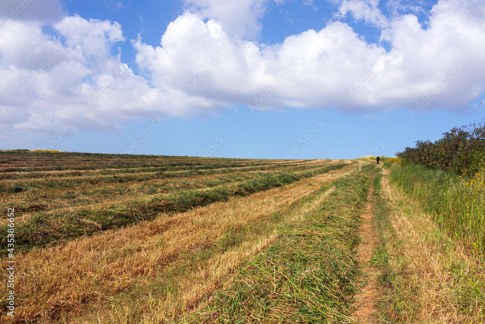 Agricultural field with freshly cut grass against a blue sky with clouds