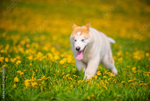 Malamute puppy running across the dandelion field