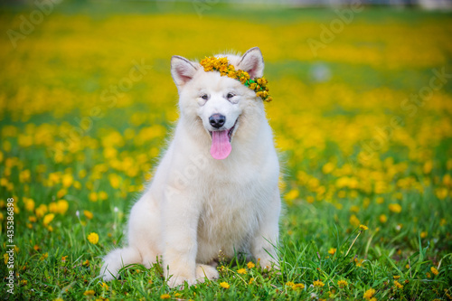 Malamute puppy sits on a field of yellow dandelions in the summer in the park with a wreath on his head and looks to the side