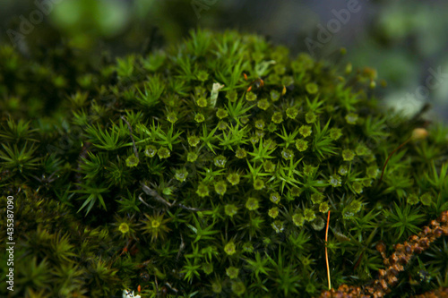 Forest moss background. Nature beauty pattern. Closeup of green moss texture near water.