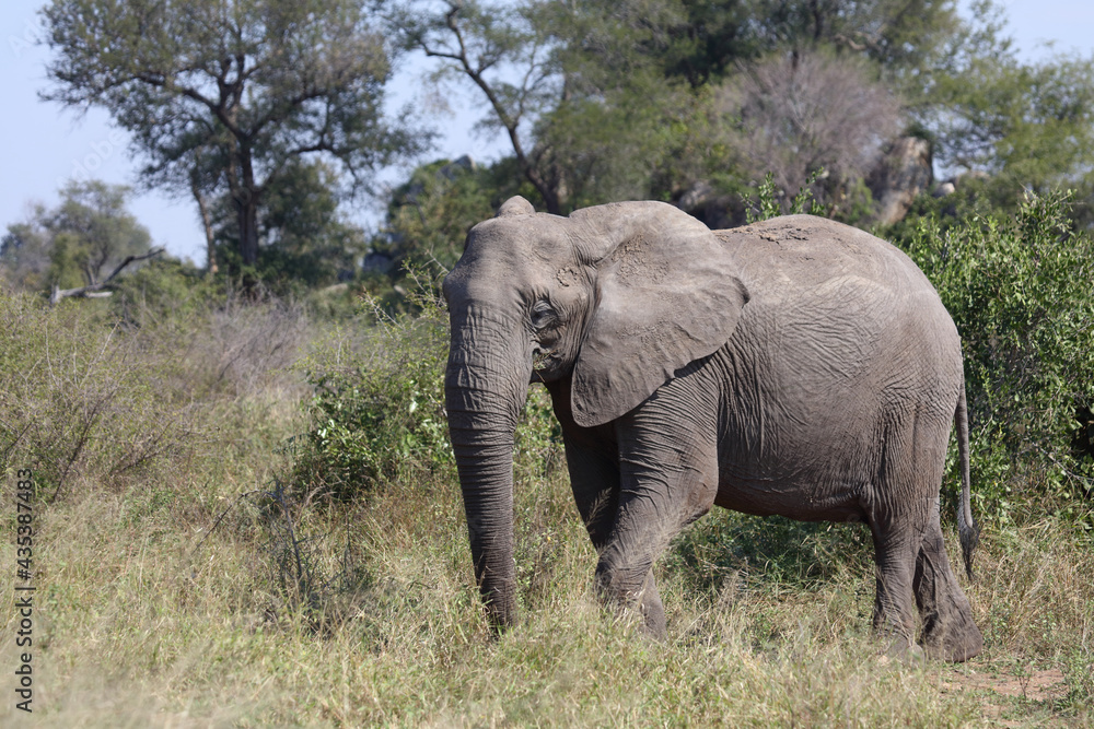 Afrikanischer Elefant / African elephant / Loxodonta africana Afrikanischer Elefant / African elephant / Loxodonta africana