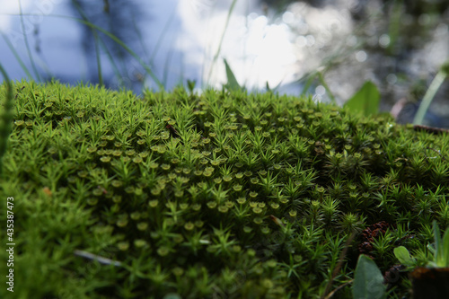 Forest moss background. Nature beauty pattern. Closeup of green moss texture near water.