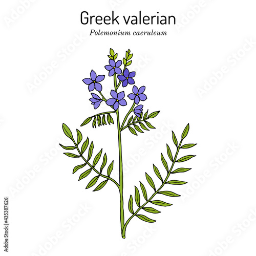 Jacobs-ladder, or Greek valerian polemonium caeruleum , medicinal plant.