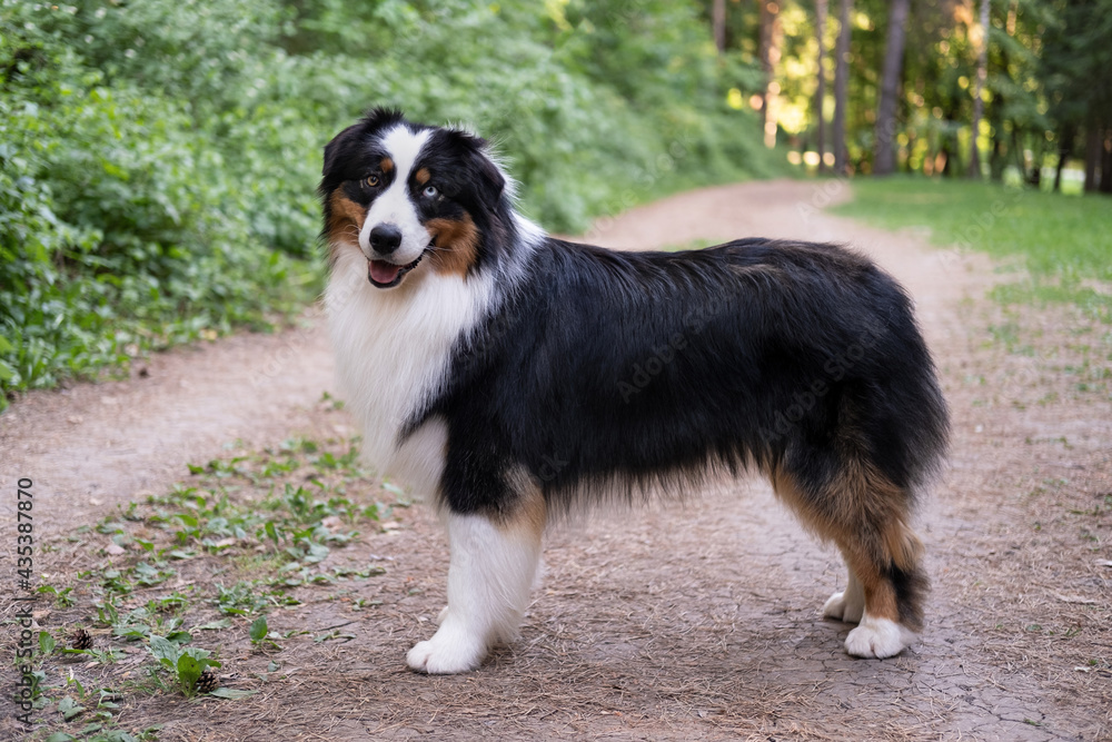  Australian shepherd dog with open mouth portrait in summer. Stand in forest