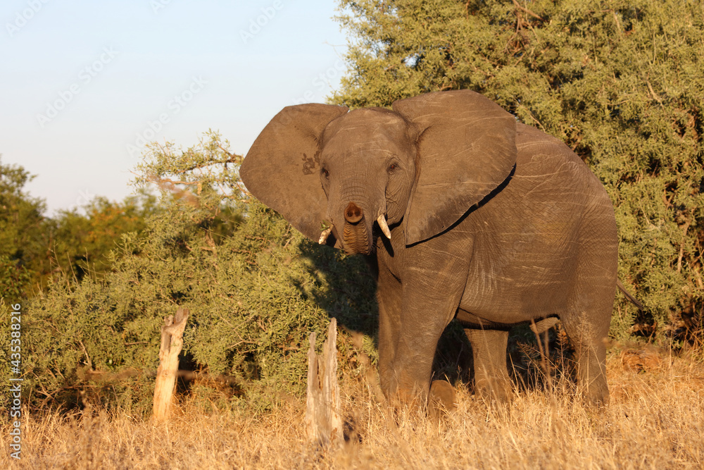 Afrikanischer Elefant / African elephant / Loxodonta africana. Afrikanischer Elefant / African elephant / Loxodonta africana.