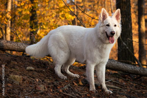 beautiful dog white swiss shepherd on background golden Polish autumn, golden, yellow and orange leaves on trees