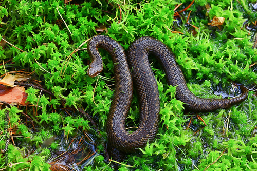 snake viper in the swamp, reptile in the wild, poisonous dangerous animal, wildlife