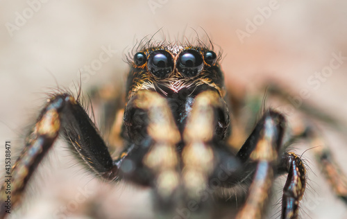 Jumping spider Salticus cingulatus. Eyes of Salticus cingulatus. Funny portrait of spider