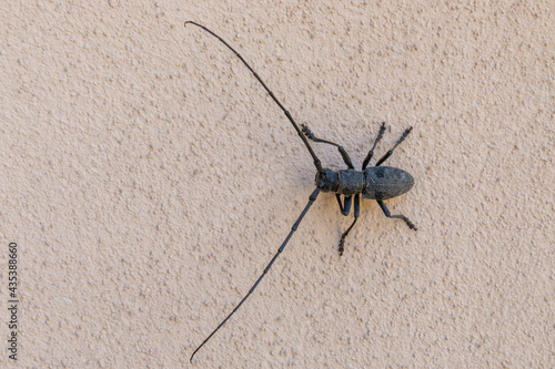 insects with long antennae cultivated fields