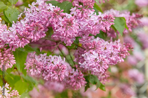 Beautiful blooming branch of lilac, spring, natural background.