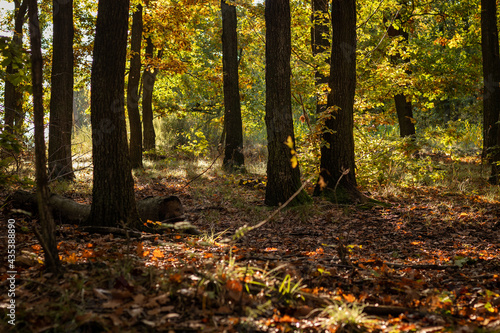 trees in the forest