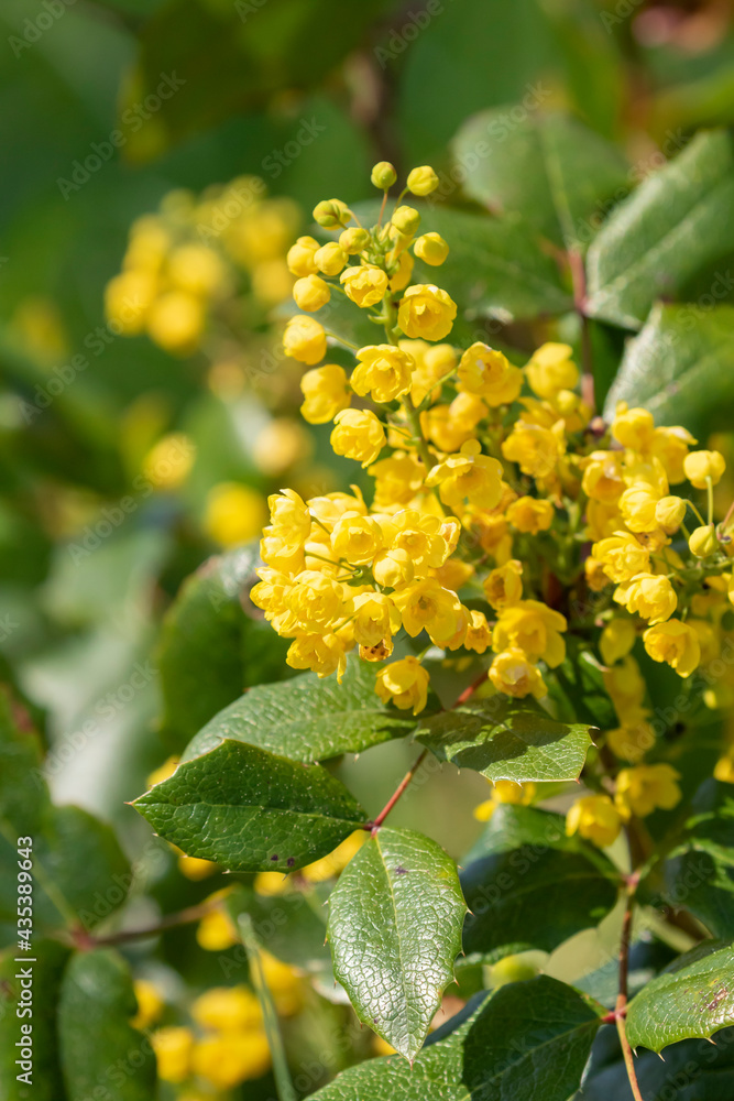 Yellow flowers of the Oregon grape, Mahonia aquifolium blooming during spring Yellow flowers of the Oregon grape, Mahonia aquifolium blooming during spring