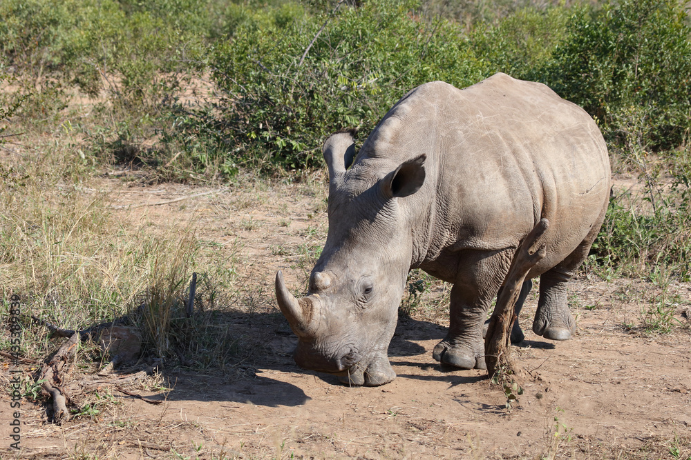 Fototapeta premium Breitmaulnashorn / Square-lipped rhinoceros / Ceratotherium Simum