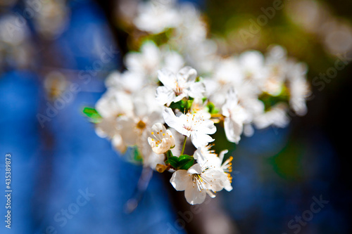 the fragrance of spring in every bud