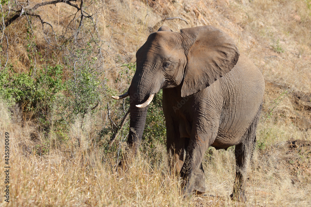 Obraz premium Afrikanischer Elefant / African elephant / Loxodonta africana