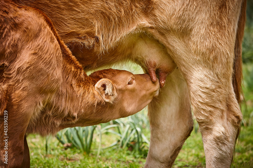 Foto Unweaned calf suckling from his mother. Bovine cattle