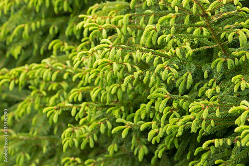 Close-up of Norway spruce (Picea abies) branches with young  shoots during spring, environmental protection and new life concept