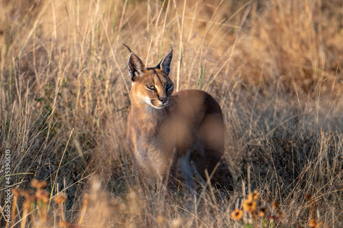 A caracal hunting in long grass in the Madikwe Reserve, South Africa photo