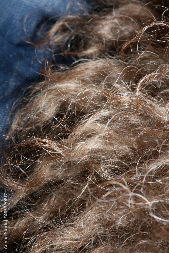 Dog brown curly hairs close up lagotto romagnolo abstract background modern high quality big size print Dog brown curly hairs close up lagotto romagnolo abstract background modern high quality big size print