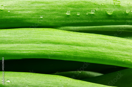 green onion macro, green onion feathers macro photo